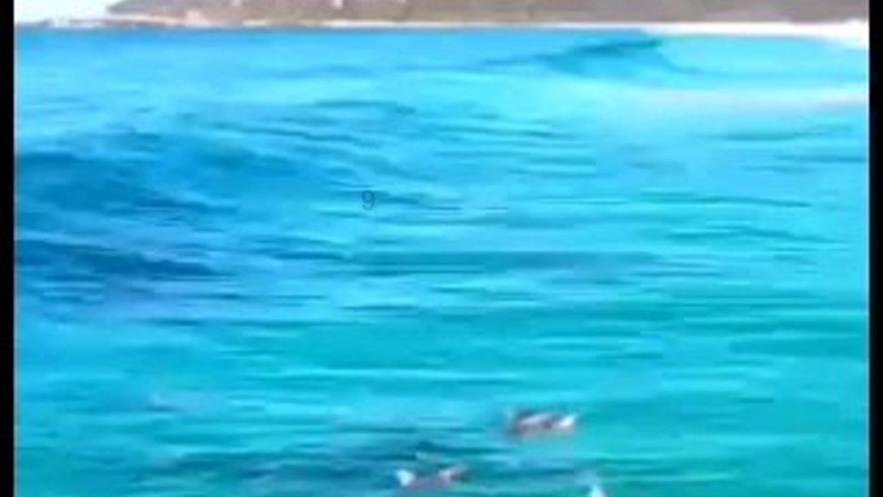 梦幻西游3D